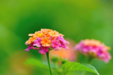 Baharda açan güzel sarı ve pembe lantana camara çiçekleri.