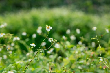 İlkbaharda açan küçük, güzel, beyaz yastık çiçekleri.