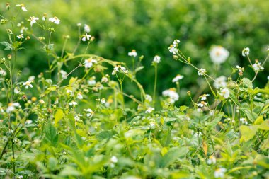 İlkbaharda açan küçük, güzel, beyaz yastık çiçekleri.