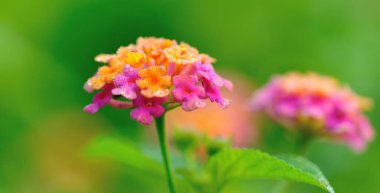 Baharda açan güzel sarı ve pembe lantana camara çiçekleri.