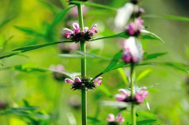 Leonurus sibiricus, Çin, Moğolistan ve Sibirya 'da yetişen bir bitki türüdür. Marihuanaya alternatif olarak kullanılır..
