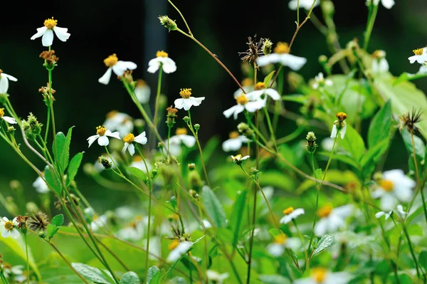 Lindos Pequenos Bidens Brancos Flores Pilosa Florescendo Primavera — Fotografia de Stock