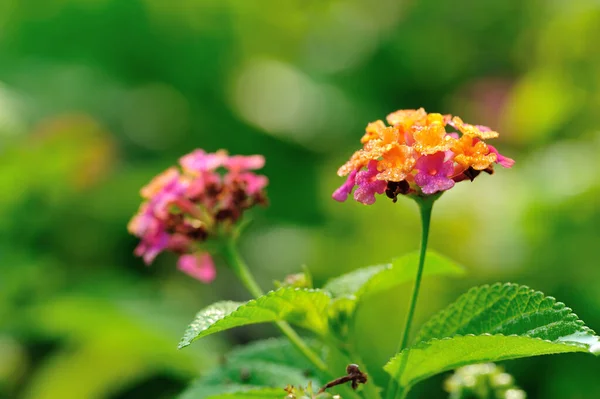 Krásná Malá Žlutá Růžová Lantana Camara Květy Kvetoucí Jaře — Stock fotografie