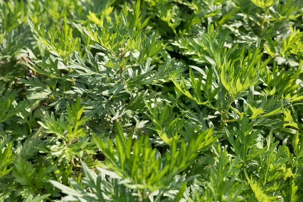 Artemisiae Argy Rośnie Wiosennym Ogrodzie Słonecznym — Zdjęcie stockowe