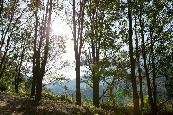 Paisagem Floresta Primavera Com Vista Para Montanhas Fundo Natureza — Fotografia de Stock