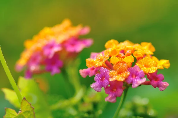 Beautiful Little Yellow Pink Lantana Camara Flowers Blooming Spring — Stock Photo, Image