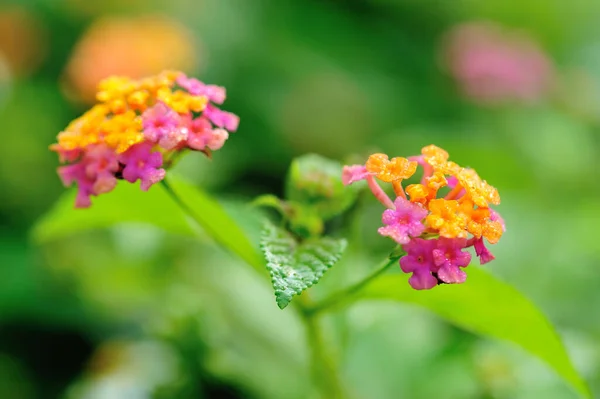 Beautiful Little Yellow Pink Lantana Camara Flowers Blooming Spring — Stock Photo, Image