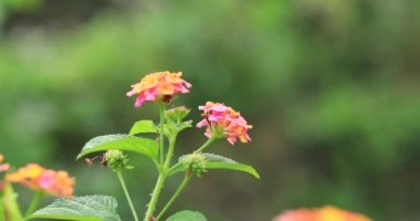 güzel sarı ve pembe lantana camara çiçekleri baharda çiçek açıyor.