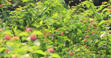 güzel sarı ve pembe lantana camara çiçekleri baharda çiçek açıyor.