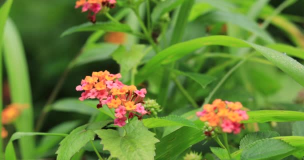 Bellissimi Coloratissimi Fiorellini Gialli Rosa Lantana Camara Fioriti Primavera — Video Stock