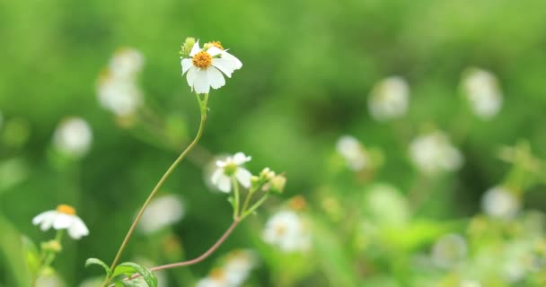 Lindos Pequenos Bidens Brancos Flores Pilosa Florescendo Primavera — Vídeo de Stock