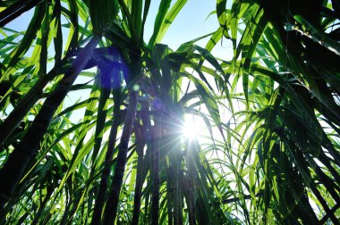 Tarlada şeker kamışı bitkileri yetişiyor.