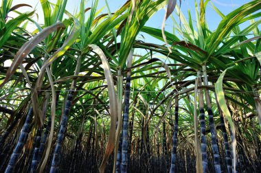 Tarlada şeker kamışı bitkileri yetişiyor.
