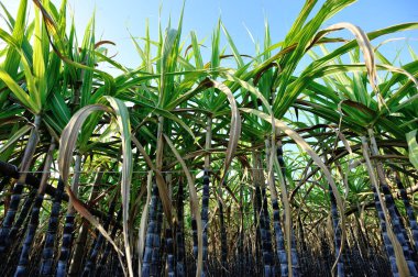 Tarlada şeker kamışı bitkileri yetişiyor.