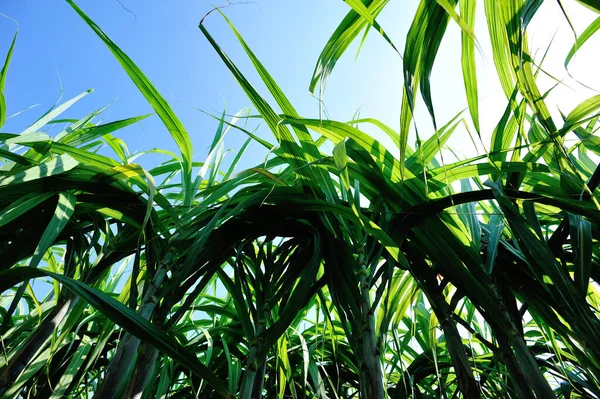 Sugarcane Plants Growing Plantation Field — Stock Photo, Image