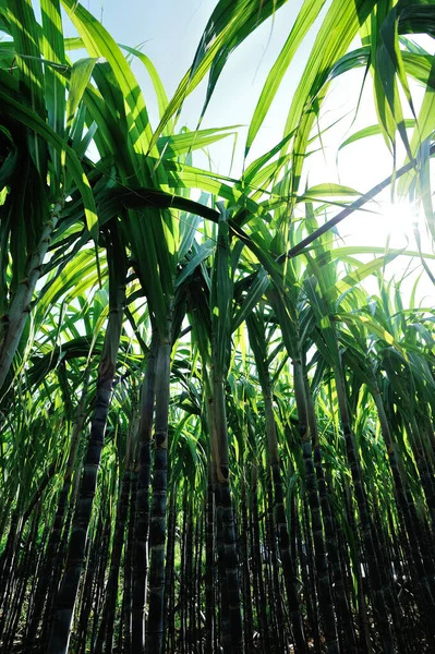Zuckerrohrpflanzen Wachsen Auf Plantagenfeld — Stockfoto