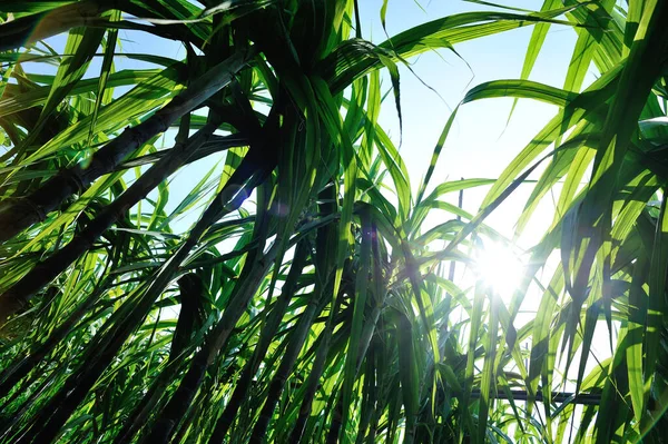 Sugarcane Plants Growing Plantation Field — Stock Photo, Image