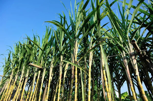 Sugarcane Plants Growing Plantation Field — Stock Photo, Image