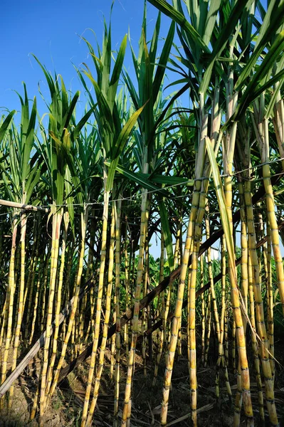 Suikerrietplanten Die Het Plantageveld Groeien — Stockfoto