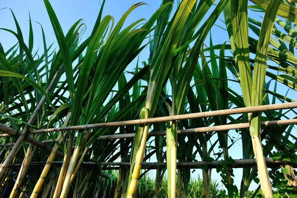 Suikerrietplanten Die Het Plantageveld Groeien — Stockfoto