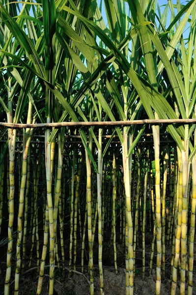 Sugarcane Plants Growing Plantation Field — Stock Photo, Image