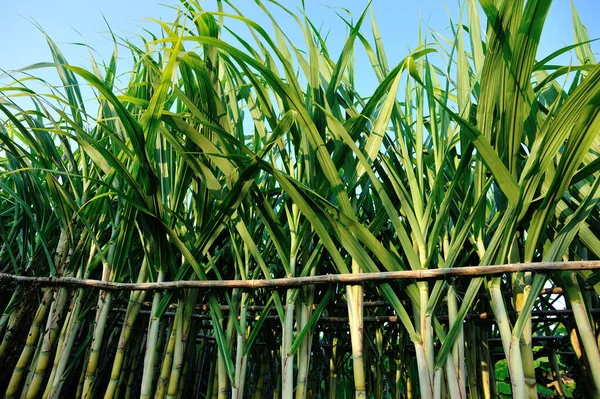 Plantas Caña Azúcar Creciendo Campo Plantación —  Fotos de Stock