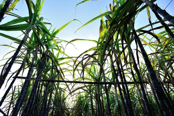 Zuckerrohrpflanzen Wachsen Auf Plantagenfeld — Stockfoto