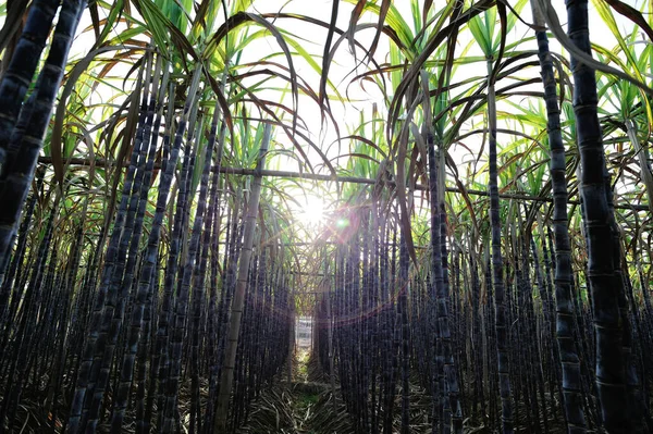 Сахарный Тростник Растет Плантационном Поле — стоковое фото