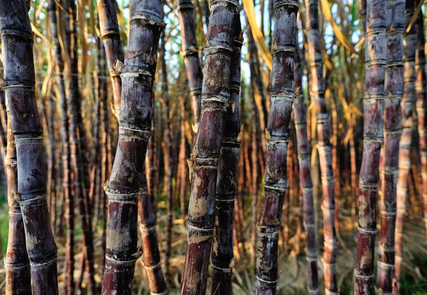 Plantes Canne Sucre Poussant Plantation — Photo