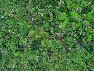 İlkbahar tropikal ormanlarında hava aracı görüntüsü