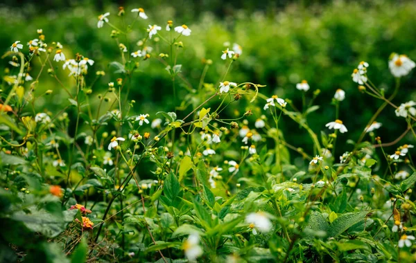 春に咲く美しい小さな白いビデンズピロサの花 — ストック写真
