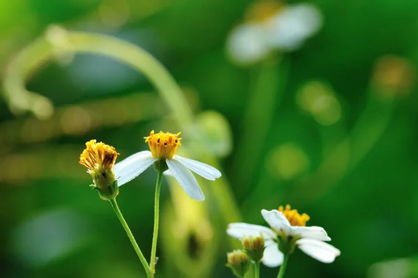 Krásné Malé Bílé Bidens Pilosa Květiny Kvetoucí Jaře — Stock fotografie