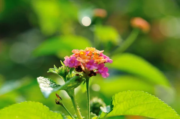 Schöne Kleine Gelbe Und Rosa Lantana Camara Blüten Die Frühling — Stockfoto