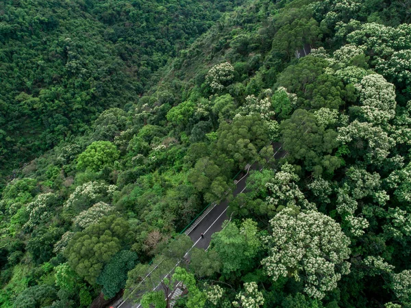 Aerial Drone Widok Szlaku Wiosennym Lesie Tropikalnym — Zdjęcie stockowe