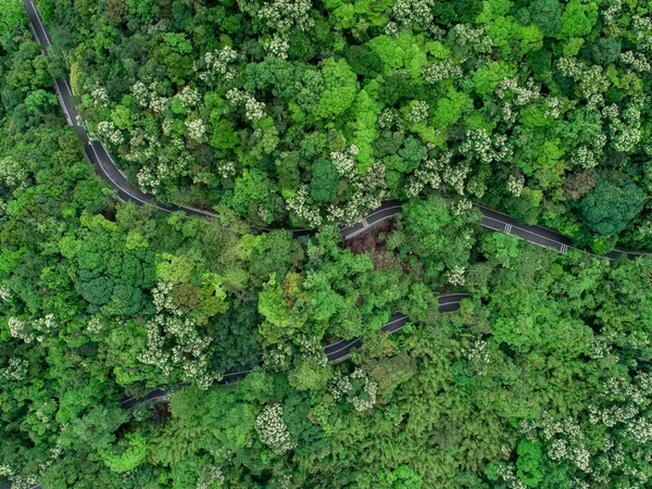 Flygdrönare Syn Spår Vår Tropisk Skog — Stockfoto