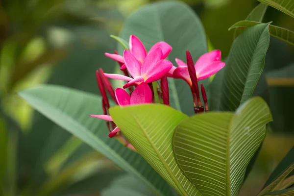 緑の葉の間に新鮮なピンクのフランジパネの花 — ストック写真