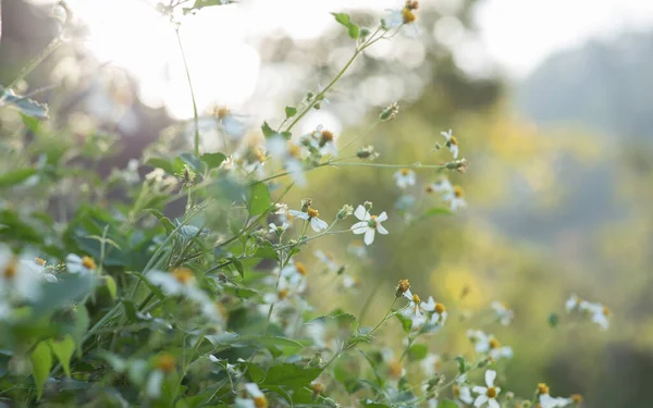 春に咲く美しい小さな白いビデンズピロサの花 — ストック写真