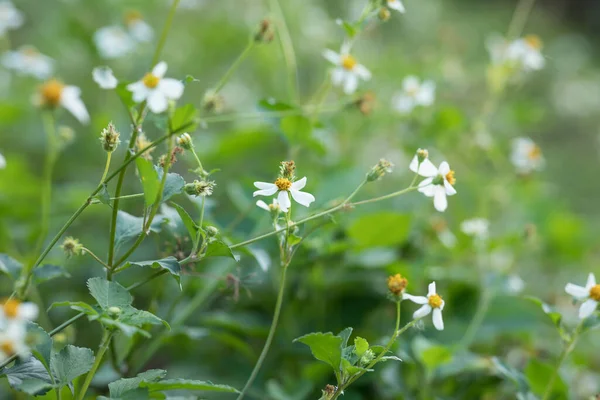 Schöne Kleine Weiße Bidens Pilosa Blüten Die Frühling Blühen — Stockfoto