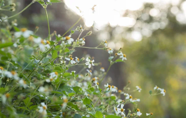 Belles Petites Fleurs Blanches Bidens Pilosa Floraison Printemps — Photo