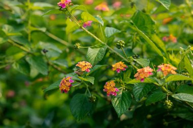 Baharda açan güzel sarı ve pembe lantana camara çiçekleri.