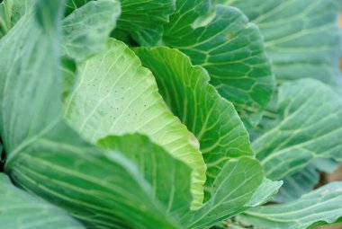 Sebze bahçesinde yeşil lahana yetişiyor.