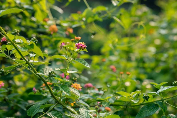 Весной Цветут Маленькие Желтые Розовые Цветки Лантана Камара — стоковое фото