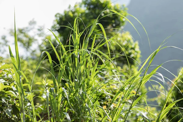 夏の日差しが美しい山の中の緑の草 — ストック写真