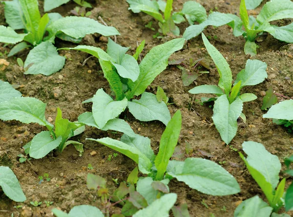 Feuilles Vertes Laitue Croissance Potager — Photo