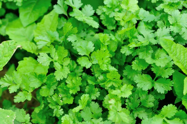 Plantas Salsa Verdes Crescimento Horta — Fotografia de Stock
