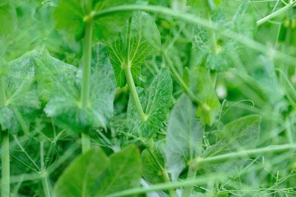 Ervilhas Verdes Jardim Agricultura Biológica — Fotografia de Stock