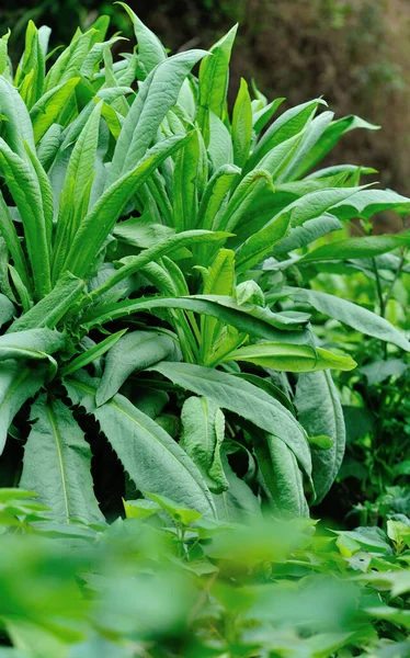 Green Leaves Lettuce Growth Vegetable Garden — Stock Photo, Image