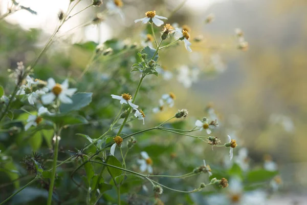 Piękne Małe Białe Bidensy Pilosa Kwiaty Kwitnące Wiosną — Zdjęcie stockowe