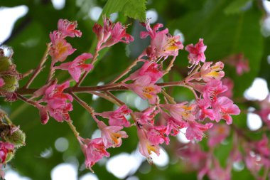 İtalyan Alplerinin narin bahar çiçekleri