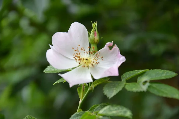 Delicati Fiori Primaverili Delle Alpi Italiane — Foto Stock